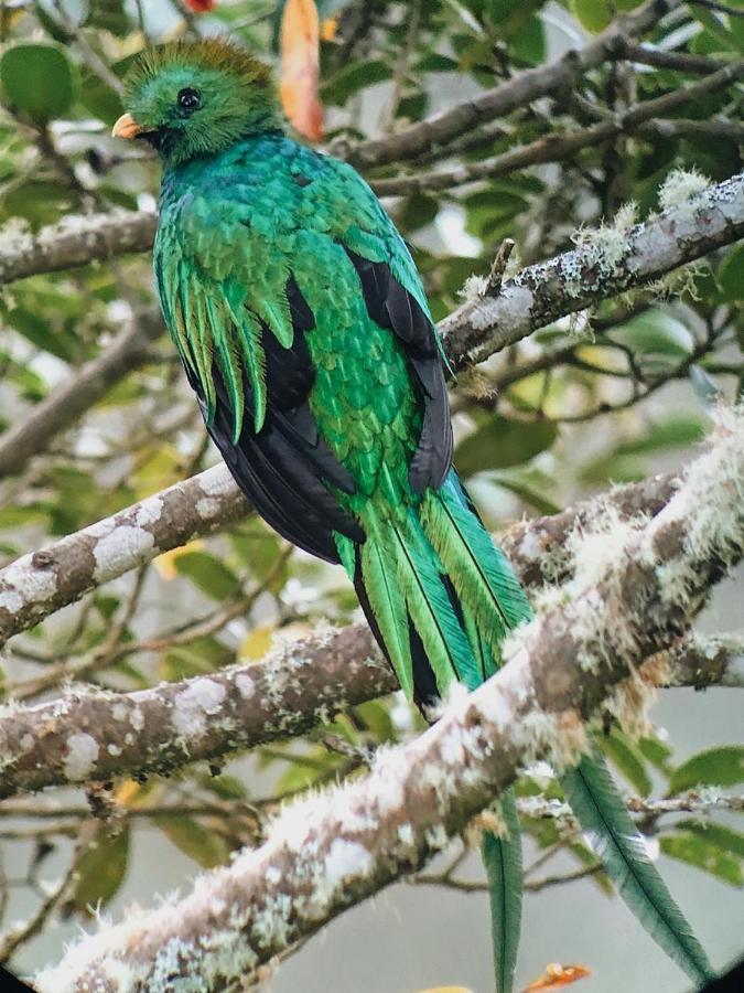 Trogon Lodge Сан-Херардо-де-Дота Екстер'єр фото