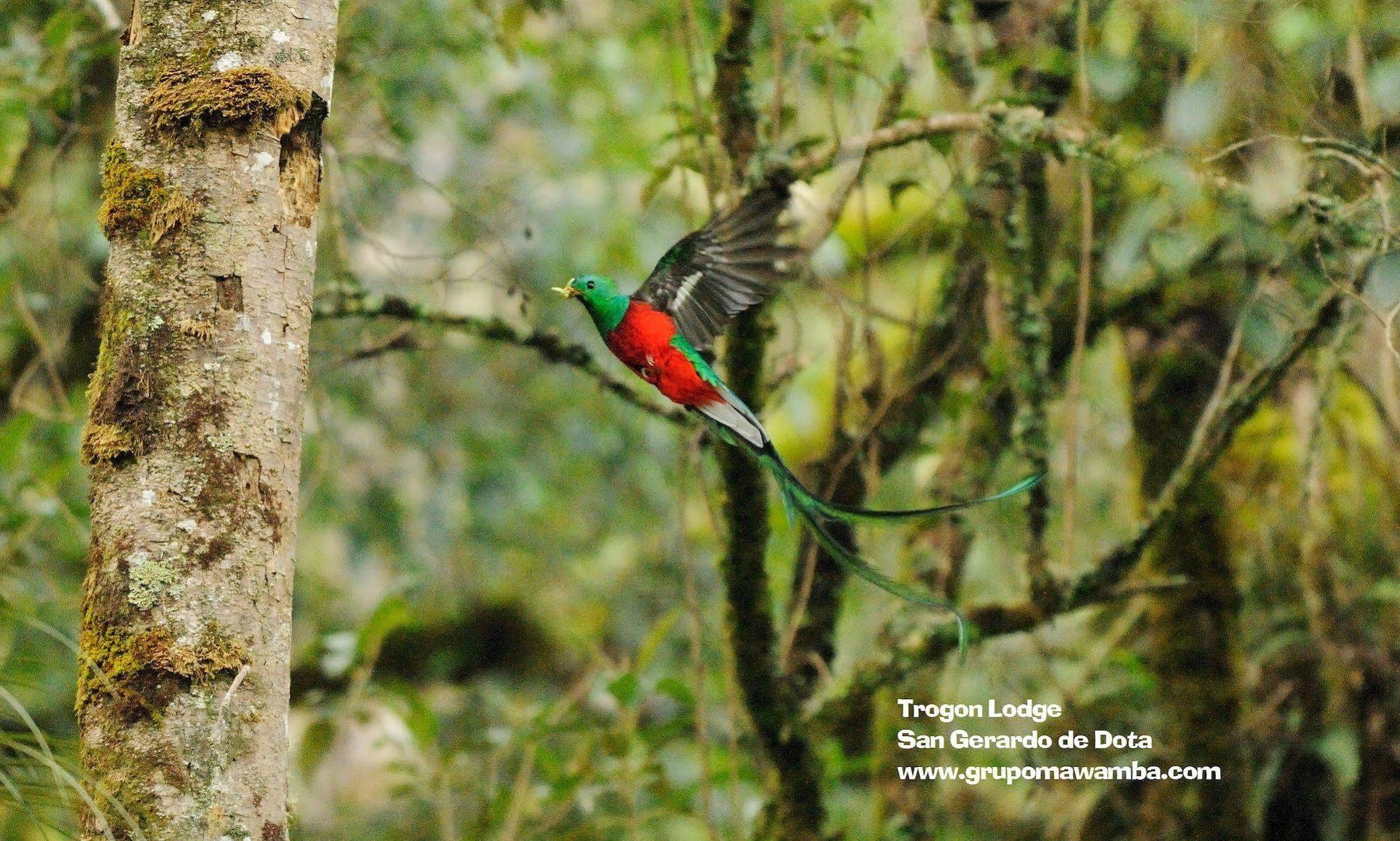 Trogon Lodge Сан-Херардо-де-Дота Екстер'єр фото